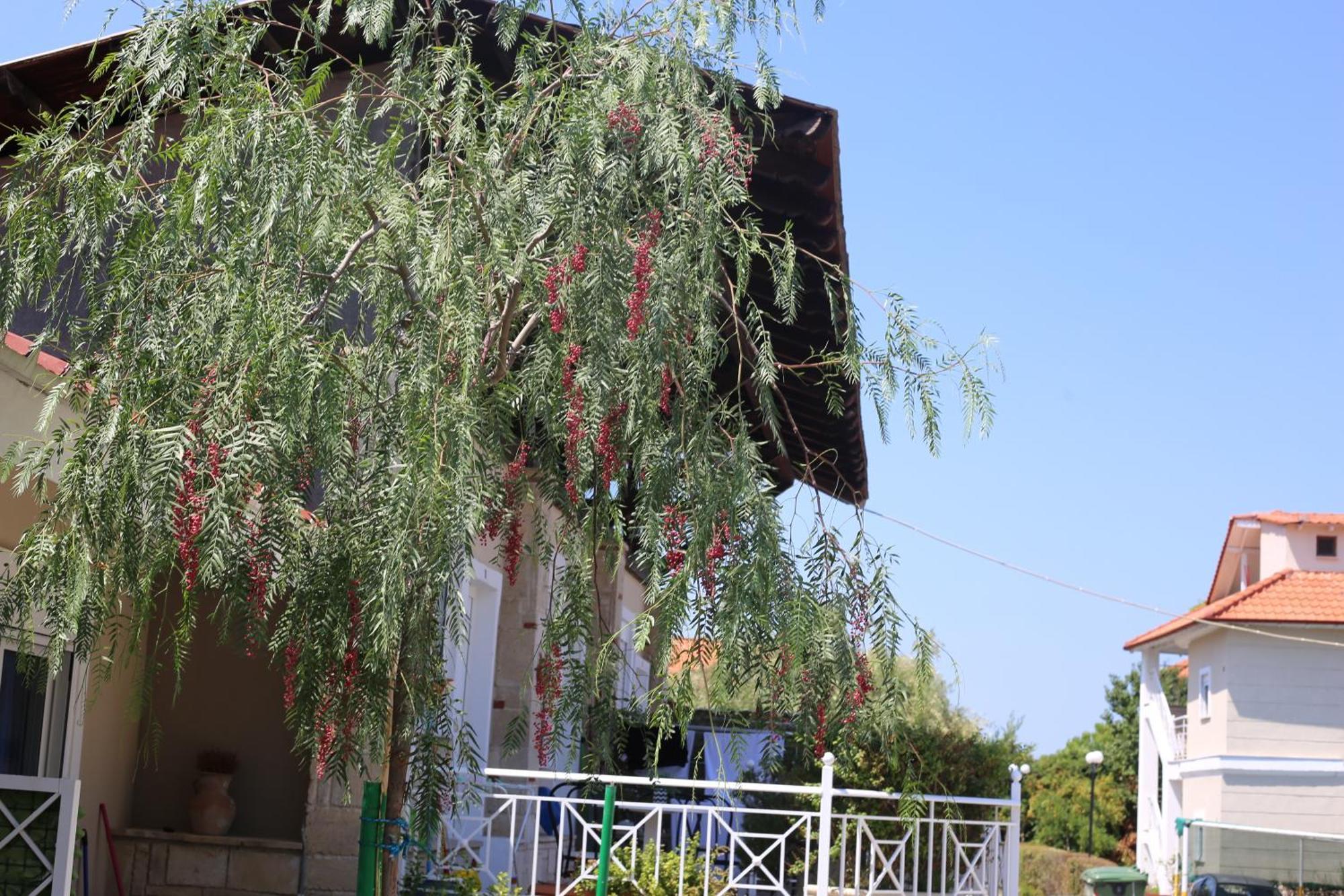 Golden Residence Family Resort 페프코초리 외부 사진